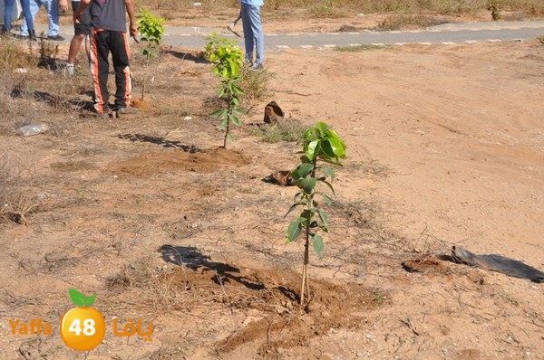 ashjar taso 0328 (38).JPG